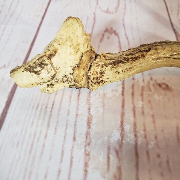 2 Point Deer Antler Natural Craft Rustic Decor 10" - Picture 2 of 6